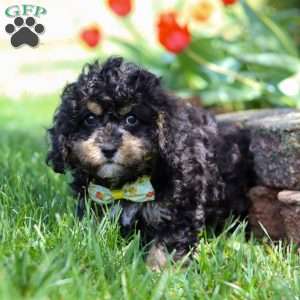 Brody, Cavapoo Puppy